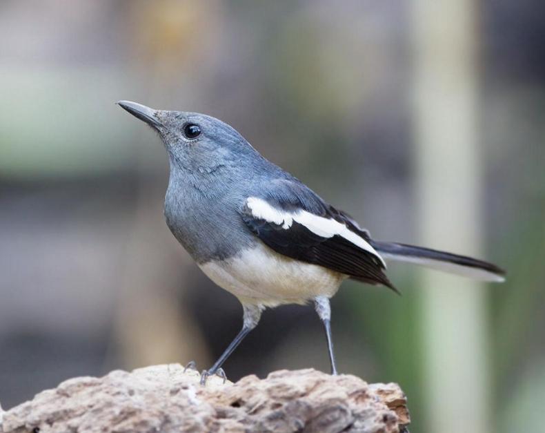 Valentine Bersama GMK